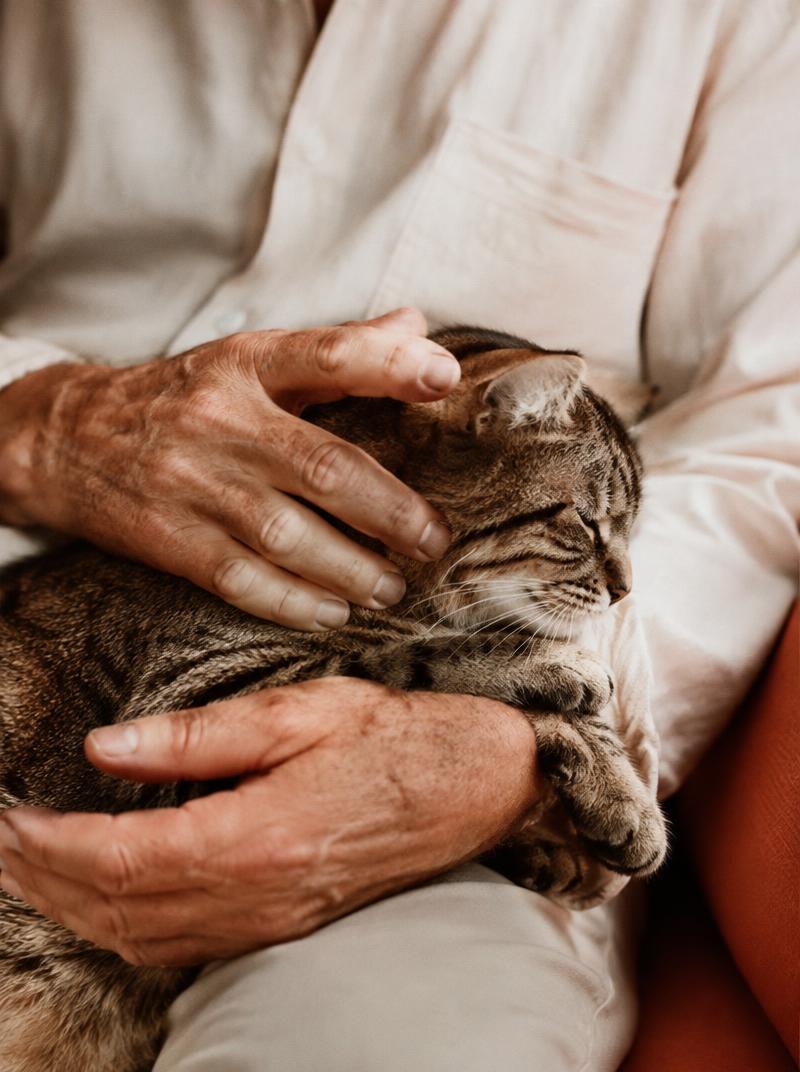 Mãos de um senhor acariciando um gato rajado
